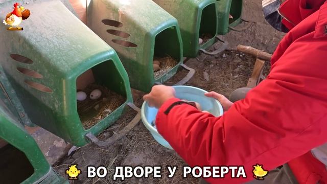 Содержание кур в домашних условиях и других птиц во дворе у Роберта 🐣🐤🦆🐔🪿🦃 (84)
