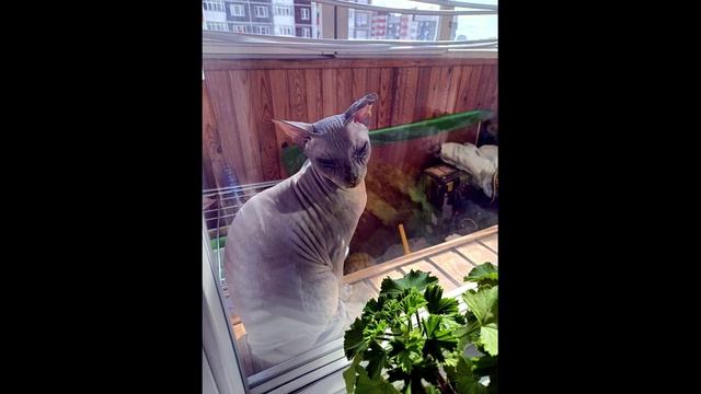 Сфинкс Анфиса загорела, не выходя из дома))
#сфинкс#загар#развлечения#домашниепитомцы#животные