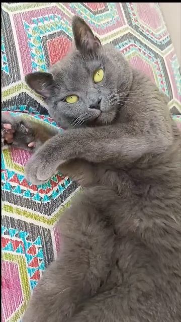#смешные коты