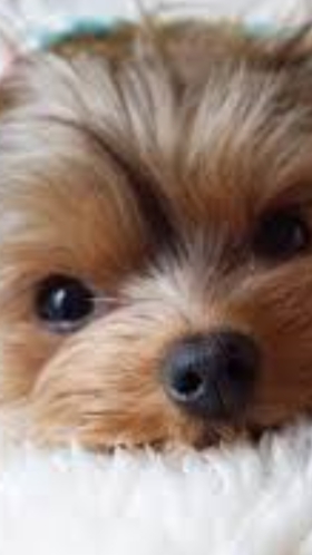 🐾🐕🐕🐾🐾🐾🤯🐾🐾🐾🤯🤯🤯🐕🐕🐕🐕🐕🦺🦮🦮🐶🐶🐶🐶🐶🐶🐶🐶🦋🦋