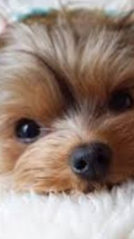 🐾🐕🐕🐾🐾🐾🤯🐾🐾🐾🤯🤯🤯🐕🐕🐕🐕🐕🦺🦮🦮🐶🐶🐶🐶🐶🐶🐶🐶🦋🦋