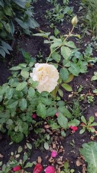 petal_20250724_233305.mp4