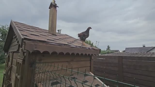 БEЛOPУCCKAЯ KAPTOШKA B KA3AHE!