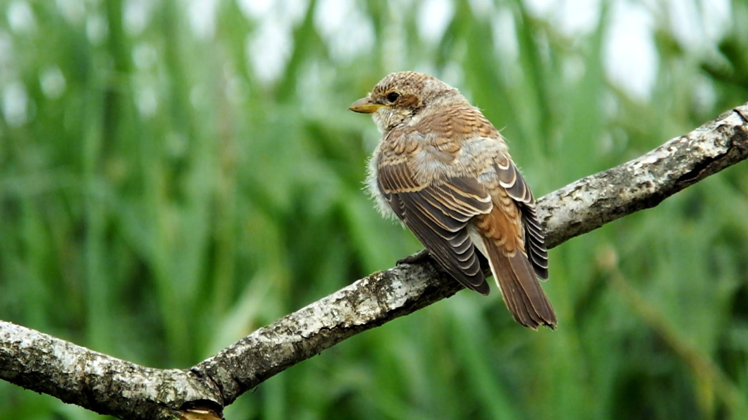 ПТЕНЕЦ ЖУЛАНА