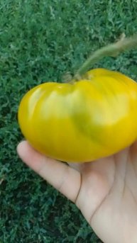 Томат Зеленая Тайна Мистера Граба #помидоры #дача #сорт