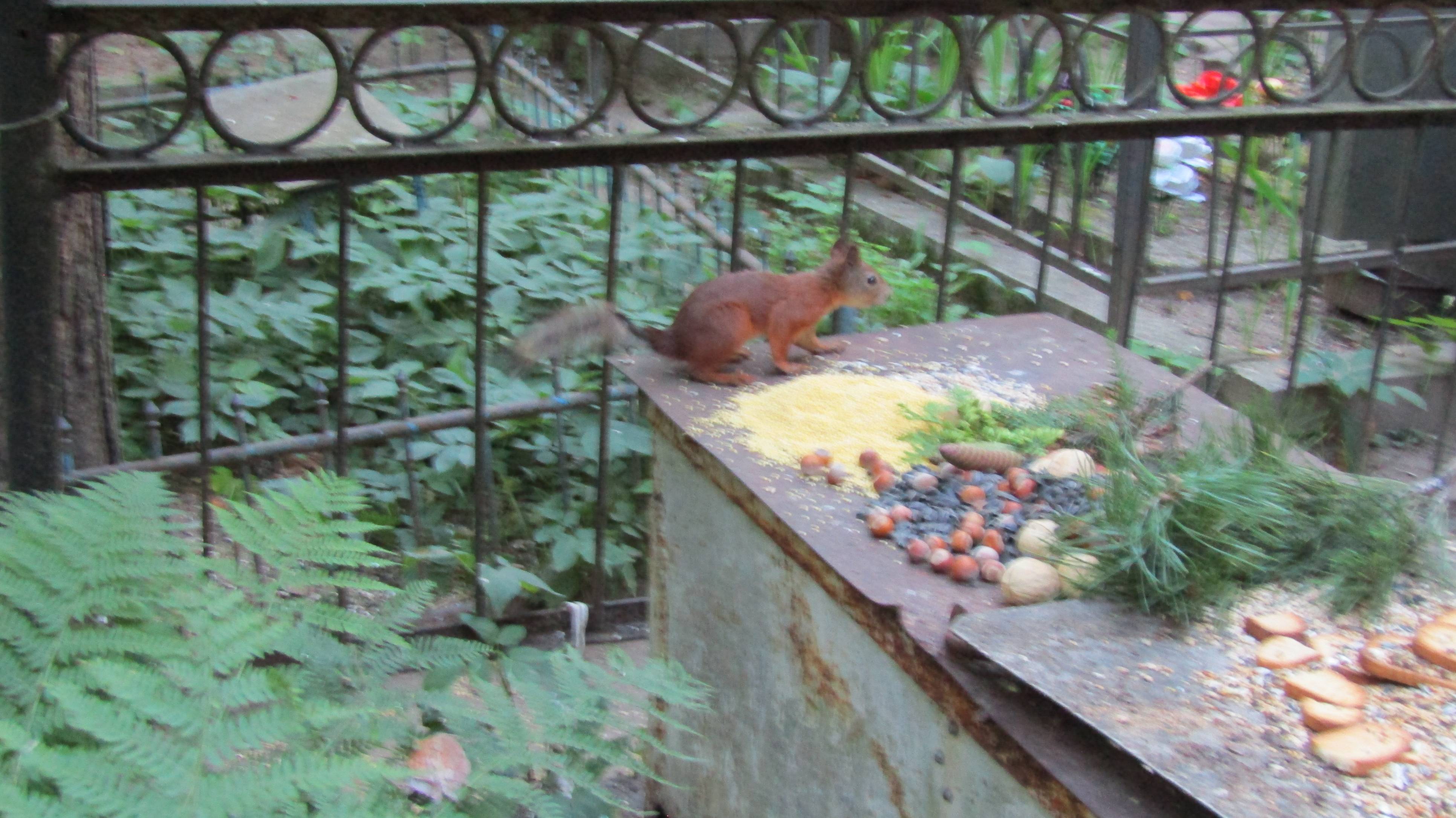 Белки Николо-Архангельское кладбище #белка #белки