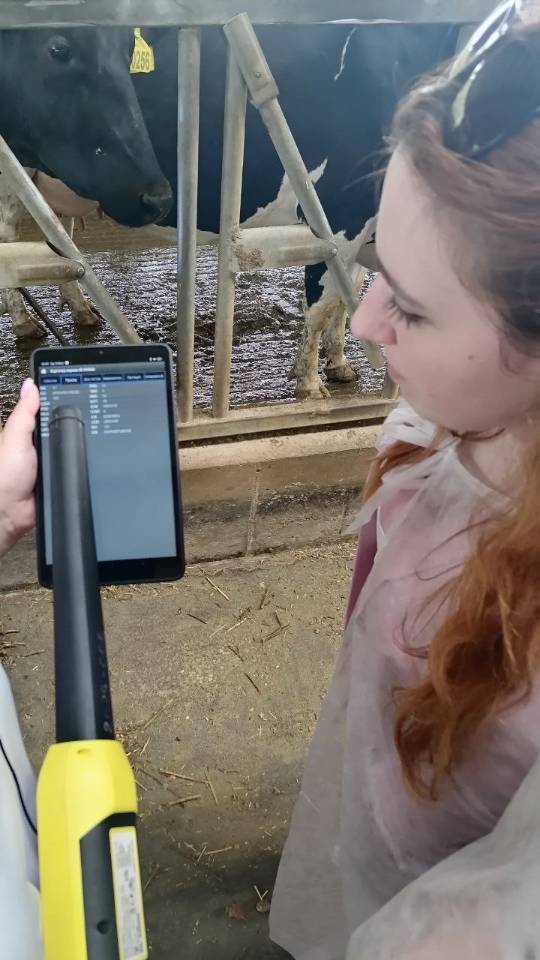 Сканирование микрочипа коровы