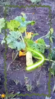 Мой первый кабачек!!! Эмоции!!