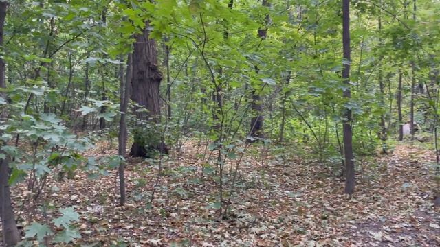 Роща Баума 2021