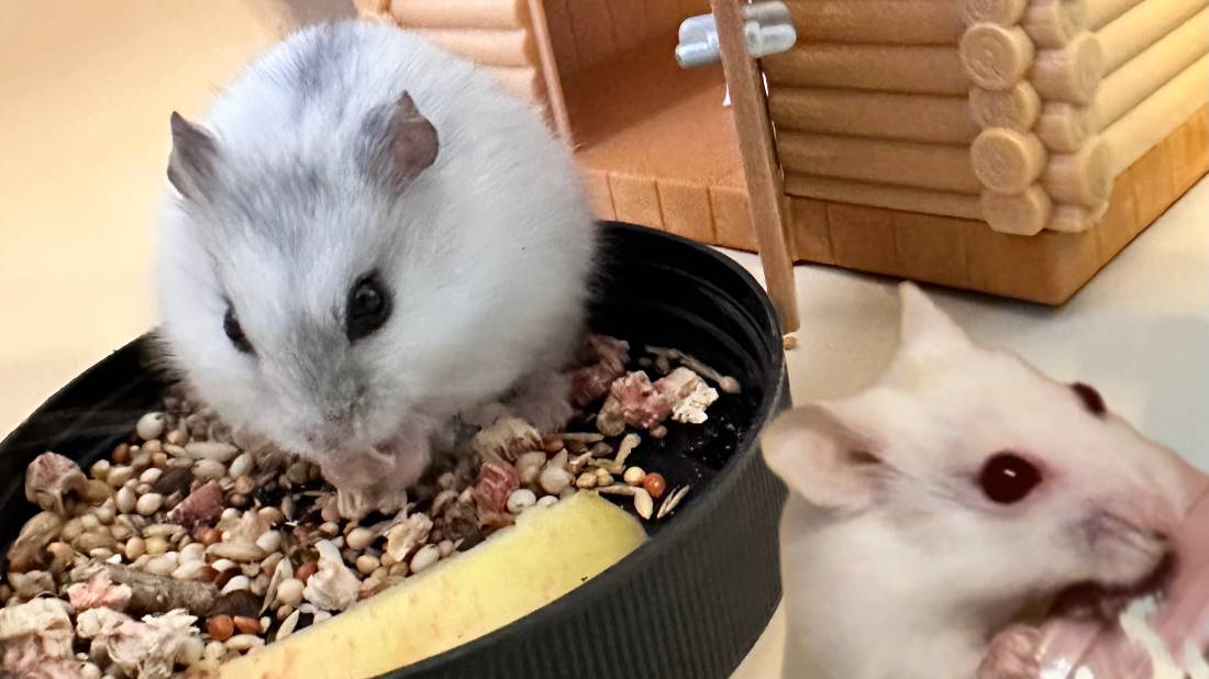 Шустрик и Малек - джунгарские хомячки. Софья Аверина