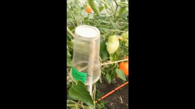 Трёхлетний марафон за томатами из детства. ( Для частного пользования)