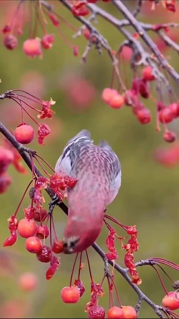 🥰 Обыкновенный щур