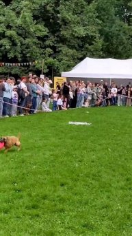 Показательные выступления на #собакидрузьяичеловеки