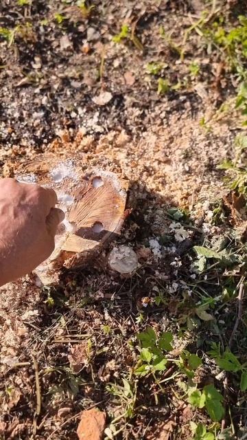 Уничтожение пня.