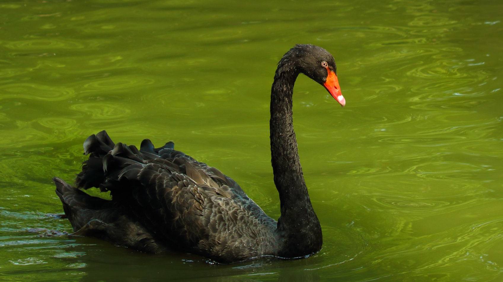 Городской парк г.Саратов