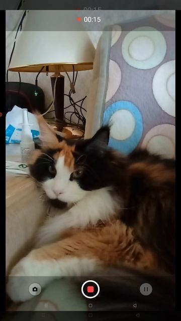 Кошка и кот