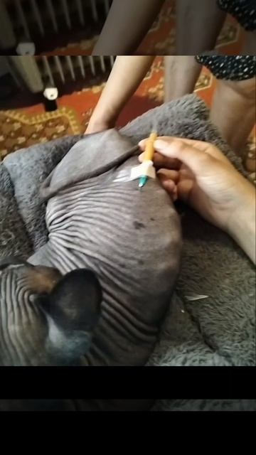 лечим Гебби💉👩⚕