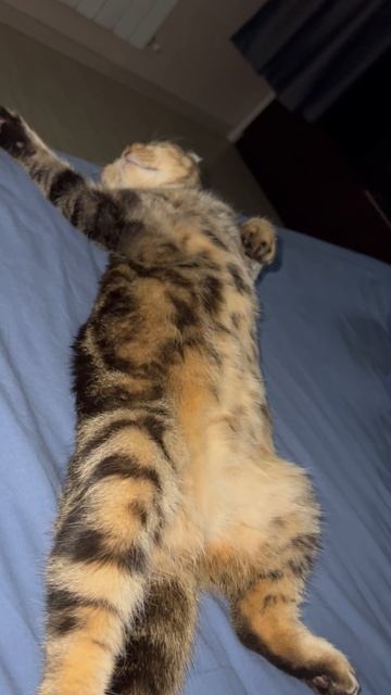 Мило спящая шотландская вислоухая кошечка 🐈