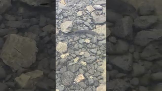 ния-ю Воркута