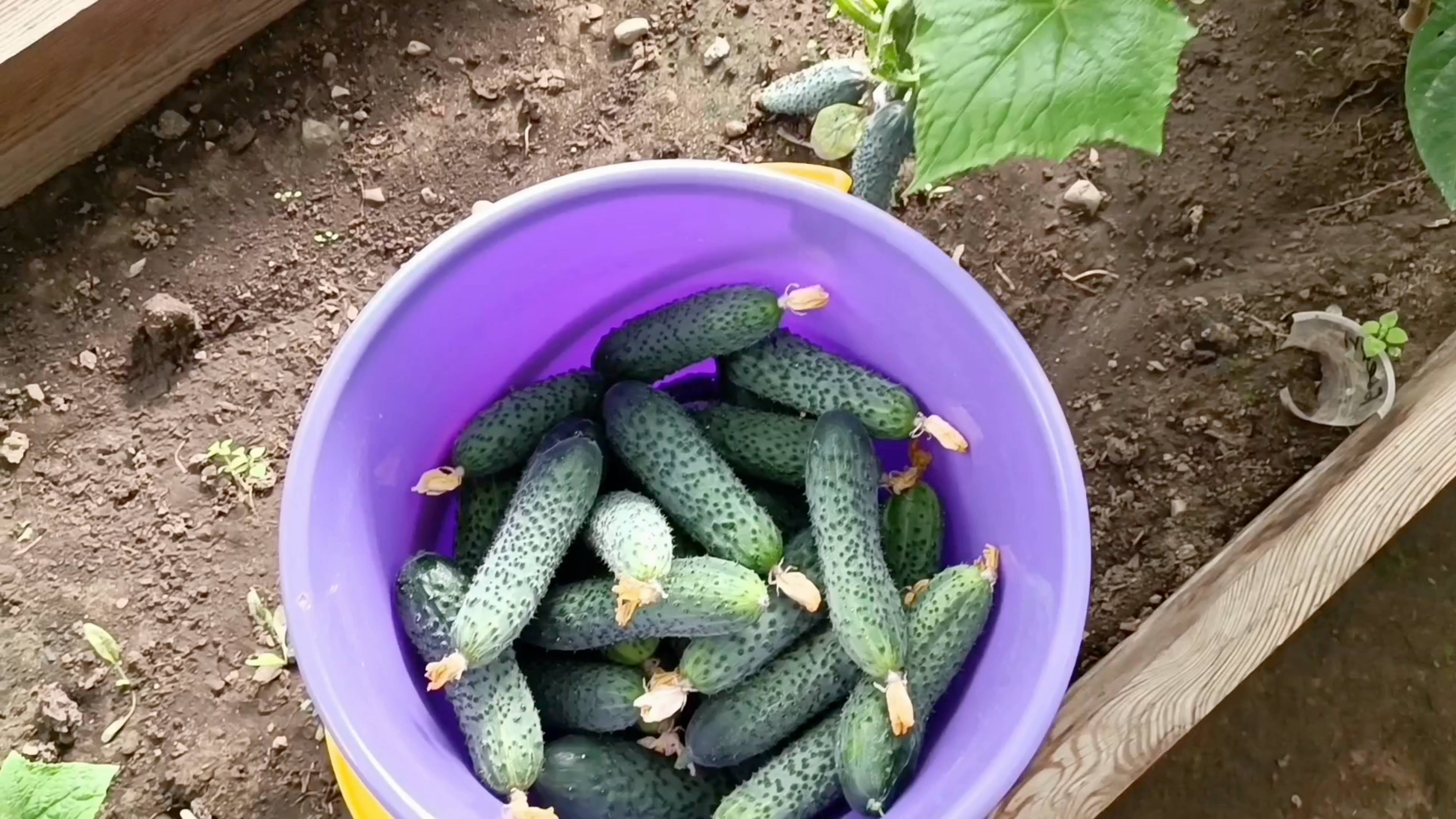 Сходила за соленой солью 🤣 Нарвала огурцов, буду малосолить 😊