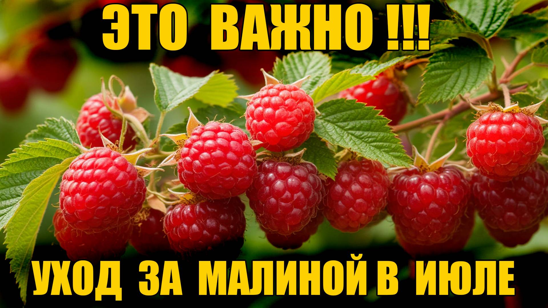 Не пропусти! Уход за малиной в июле