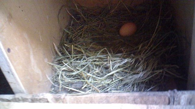 Обзор куриного урожая