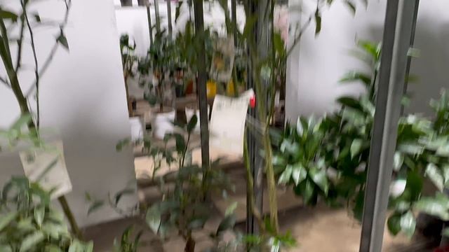 Обзор в мск «Цитрус Микс»