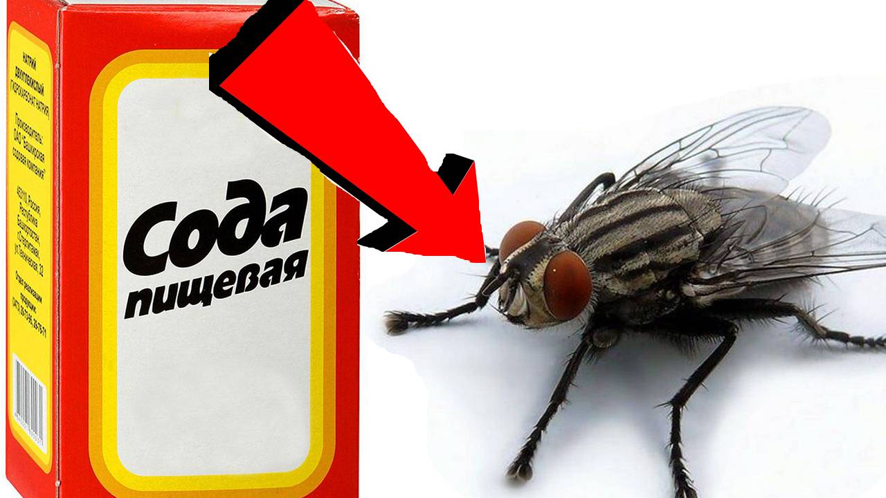 Как избавиться от мух за 3 Секунды..!..!..!..