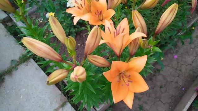 Совмещаем полезное с приятным на даче 🏡