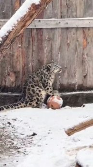 Снежные Барсы😆😘