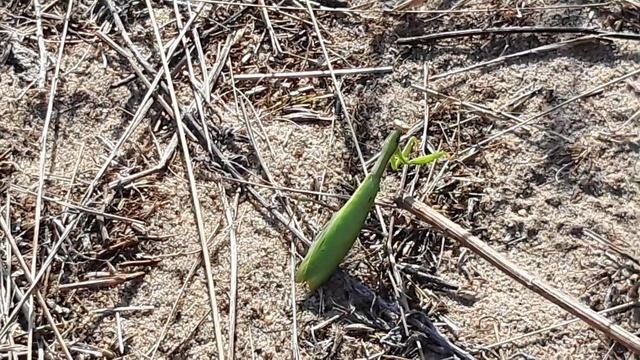 Берег Сезеново 2020 лебедянь район