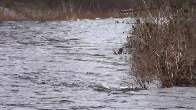 С весеней рыбалки едем домой.