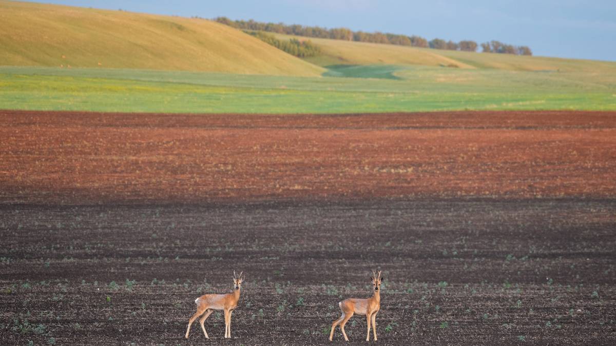 "НАТУРА"... (Фото Артёма КАРПОВА (Самара), музыка - Джим ДИДЖЕЙ (Лондон, Великобритания)