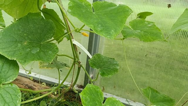 25-07-2025 обзор огурцов которые я посадила в теплицу.