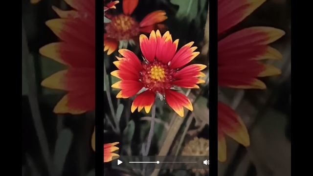 Цветочный релакс под Моцарта