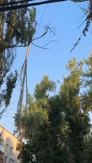 Сзади 13 дома по улице Текстильщиков в Донецке висит дерево и ветка на проводах.
Лежит с момента бу