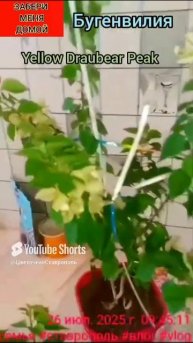 мои цветы/обзор