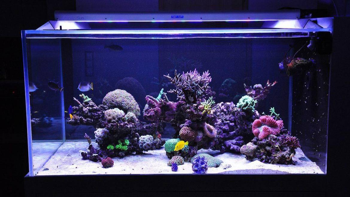 Cвет в рифовых аквариумах