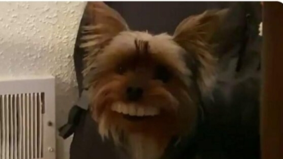 гав гав гав симка щеночек 🐕