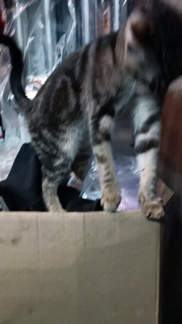 Хороша ли лебедка Warn? Мнение нашего нового сотрудника #lebedkaservice #лебедкасервис #внедорожник