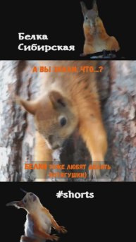 Белка потягивается на дереве