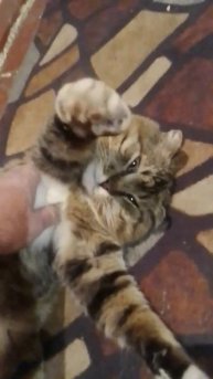 Пришёл домой котик наш. Неделю не было кота #видосыоткота.