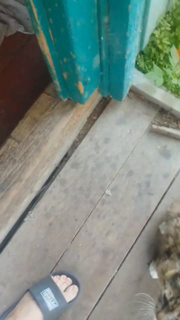 Котик встретился с бабочкой? Разговариваю с котом