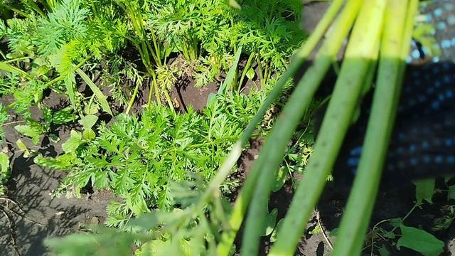 Нашла золото в огороде. Заморозка кабачков на зиму. Опять малина и вишня.