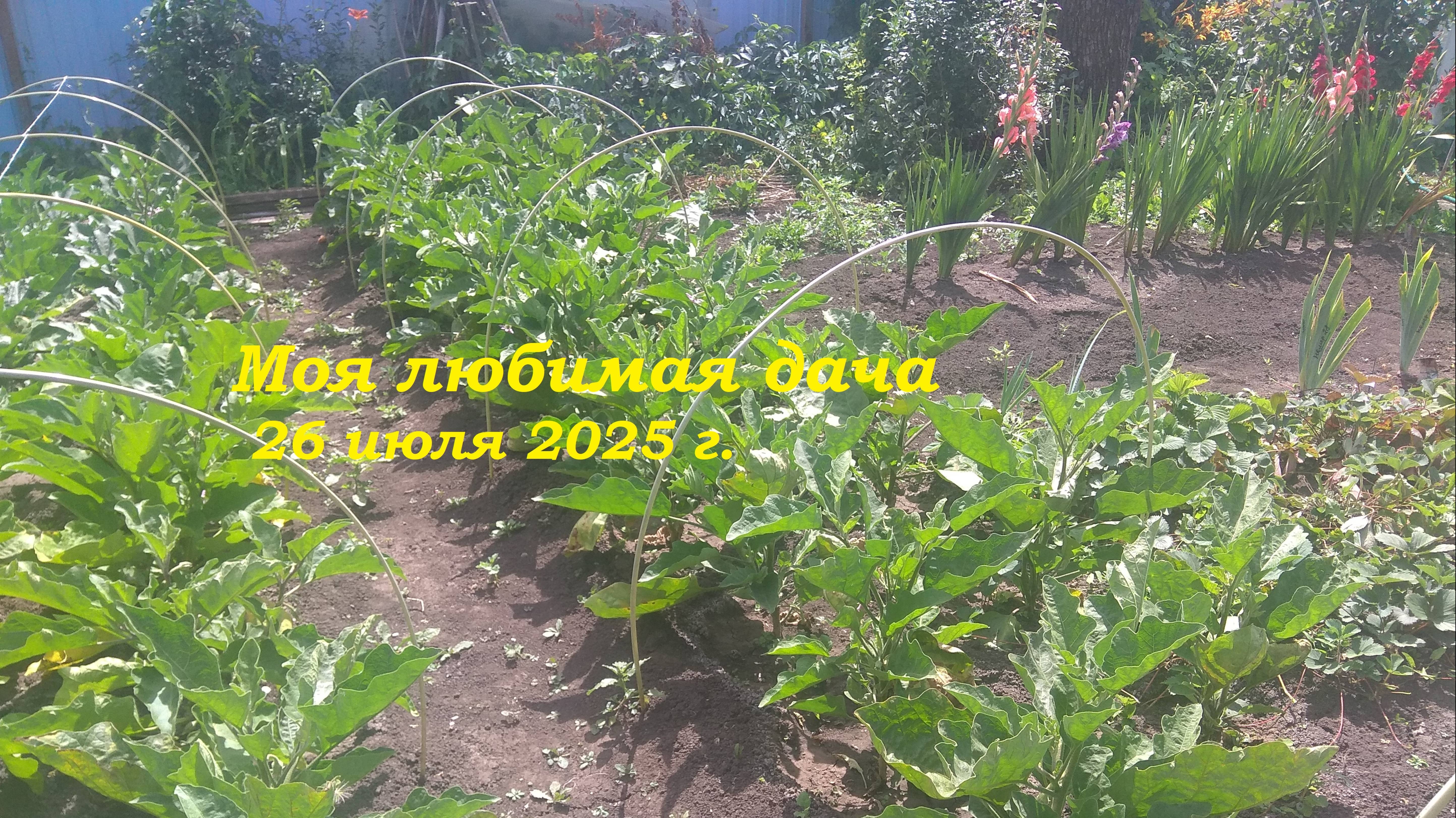 26.07.2025 _ Моя любимая дача