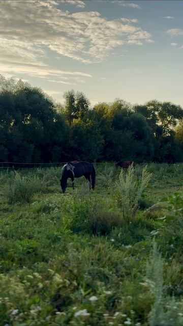 Утро🐎 #жизньзагородом #конюшня #лошади #животные #лето #пегаялошадь