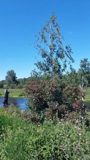 Прогуливаясь по июлю 🌞 Желаю всем чудесного настроения ❤️