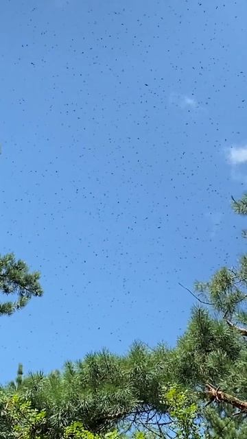 Прилетели дикие пчелы #жизньвкайф #пчеловодство #пчелопакеты #пчёлы #пчелиныйрой