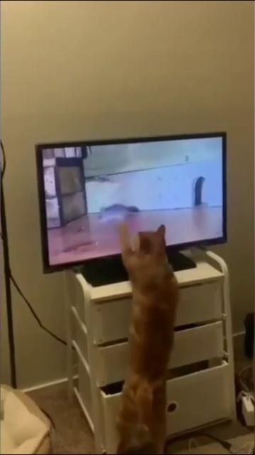 Смешные коты #68-1