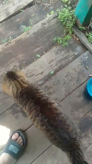 Котик Мурципан вернулся. Он всю ночь где - то гулял. Разговариваю с котом